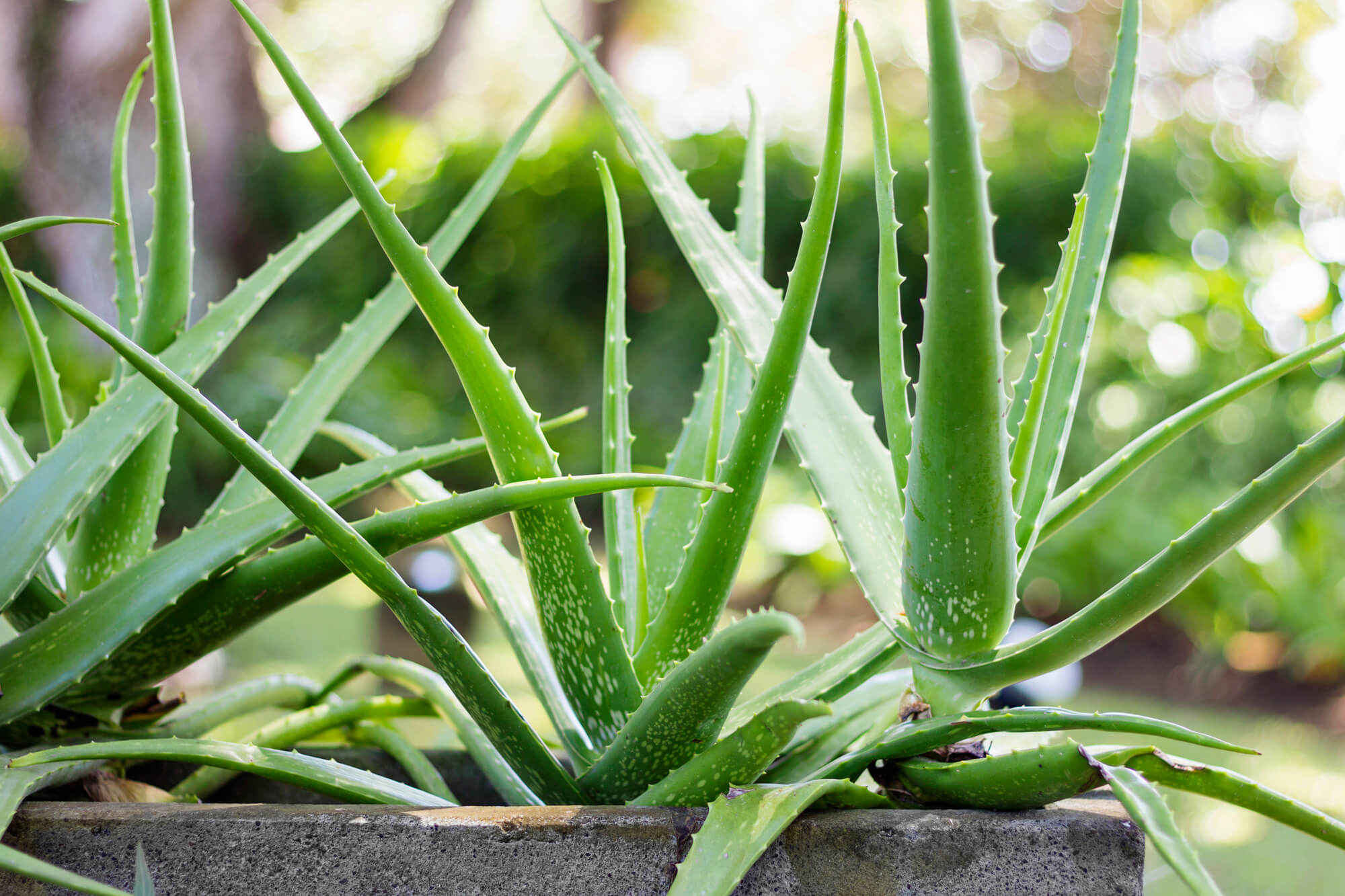 Szobanövény, Aloevera